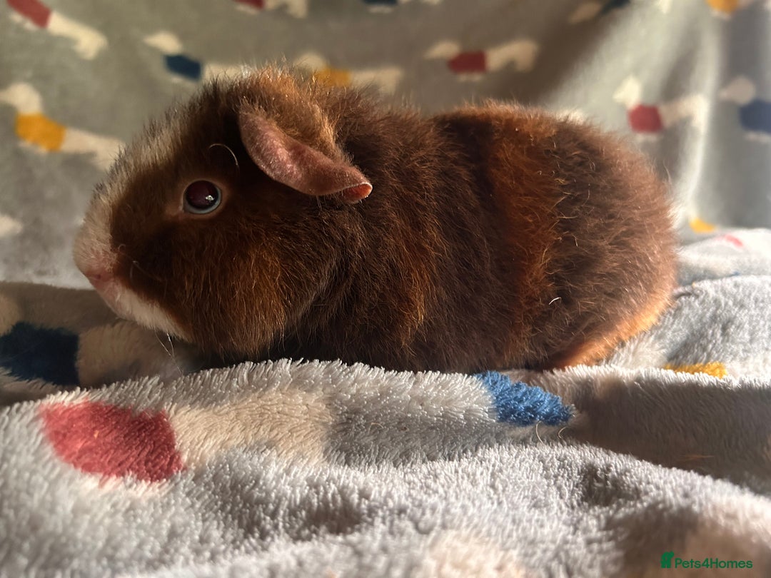 Guinea Pig rodents for sale: Lovely Teddy and Coronet baby Guinea pigs - Image 23