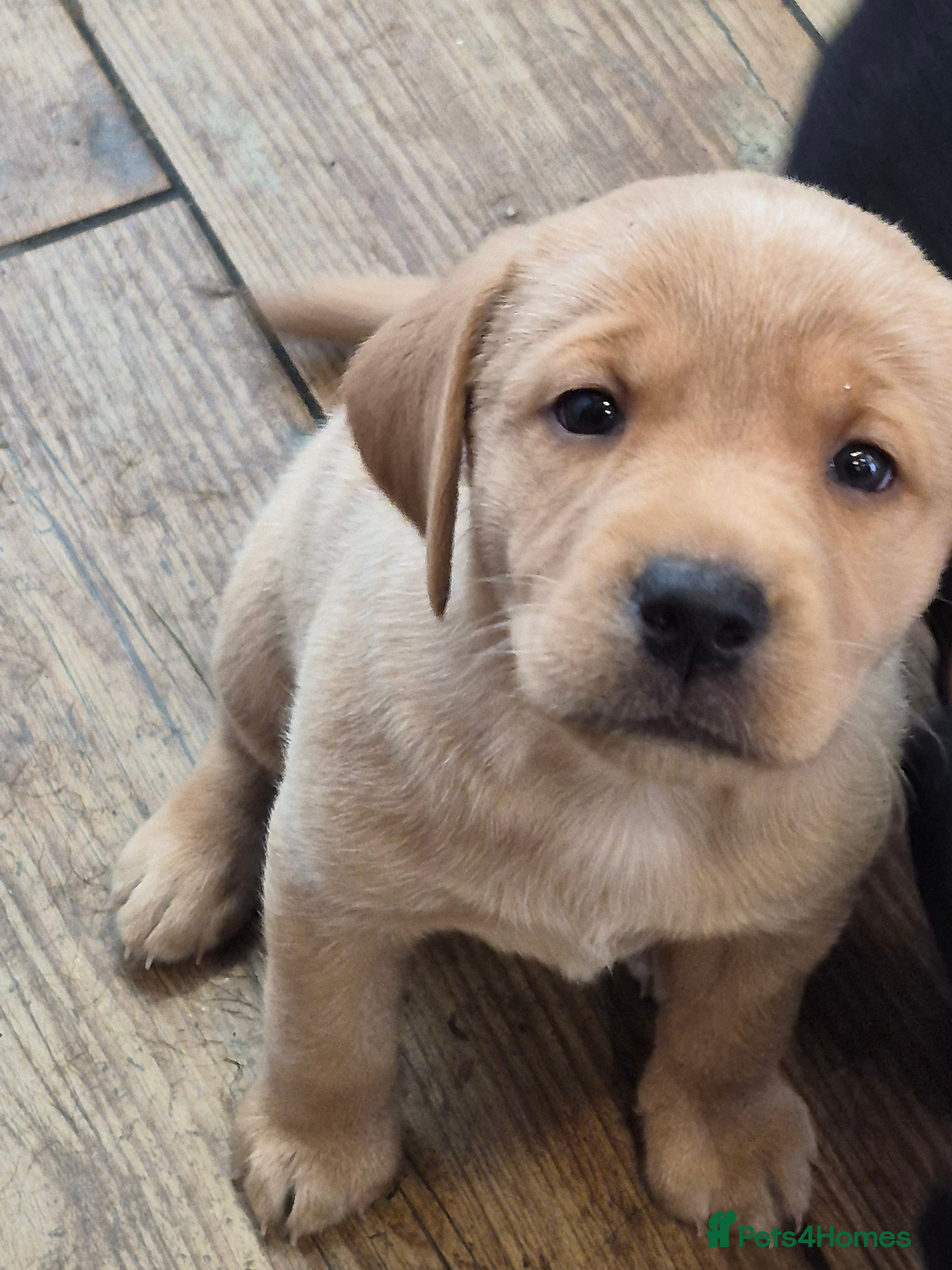 Labrador Retriever dogs Beautiful labrador puppies ready to go  - Advert 2