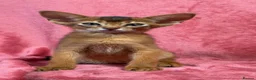 Abyssinian cats for sale: Beautiful GCCF Registered Abyssinian Kittens 💙❤️ - Advert 6