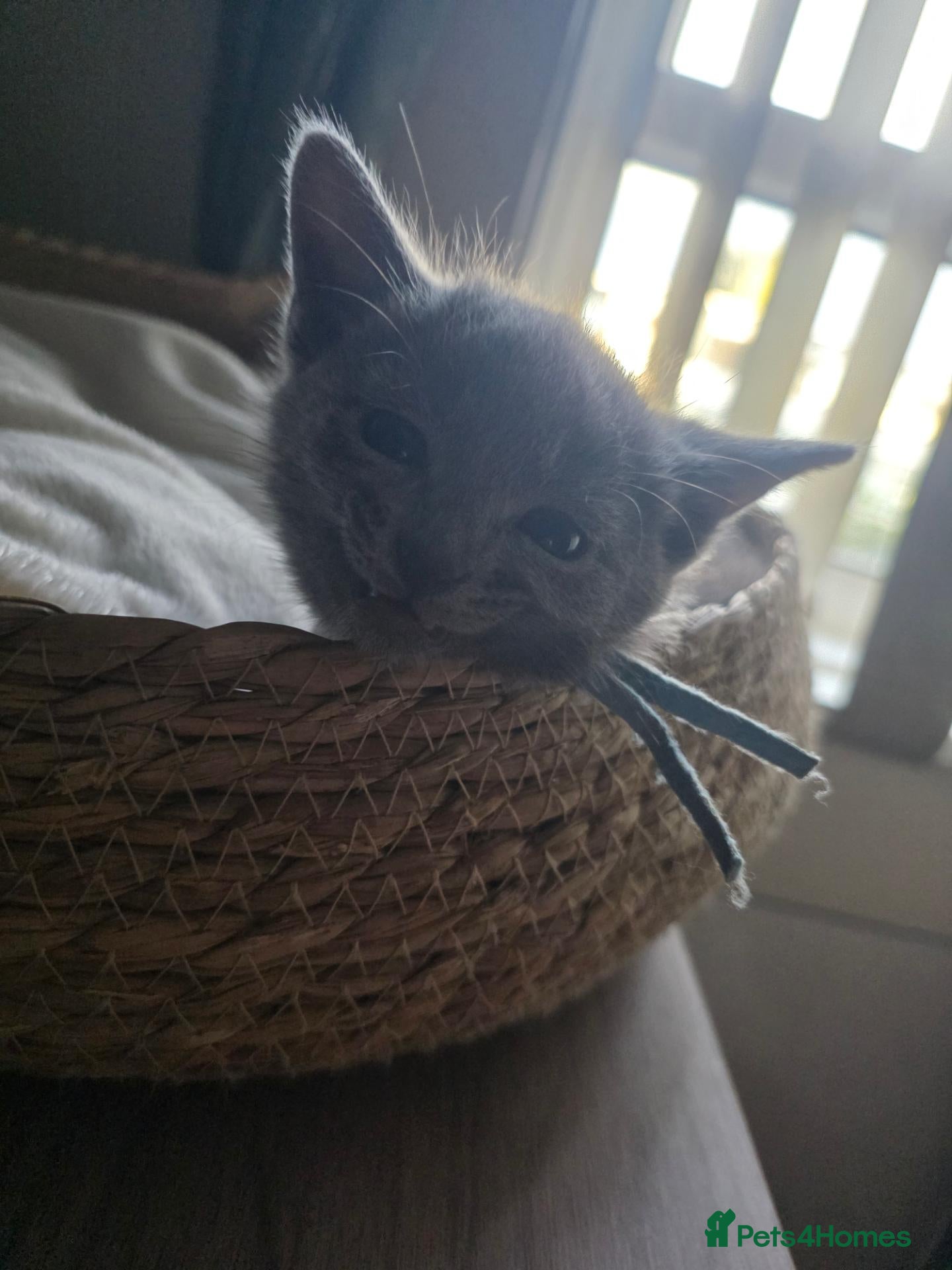 Russian Blue cats 🐾 Beautiful Russian Blue Kittens 🐾 - Advert 2