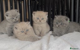 British Shorthair cats for sale: Absolutely beautiful BSH kittens  - Image 4