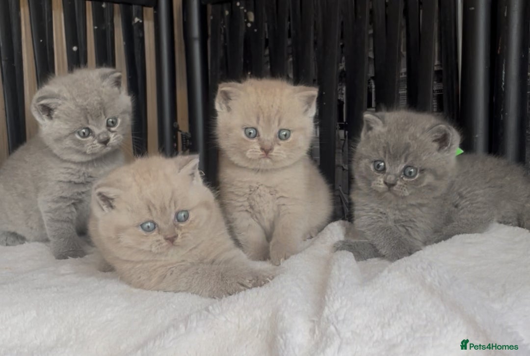 British Shorthair cats for sale: Absolutely beautiful BSH kittens  - Image 4