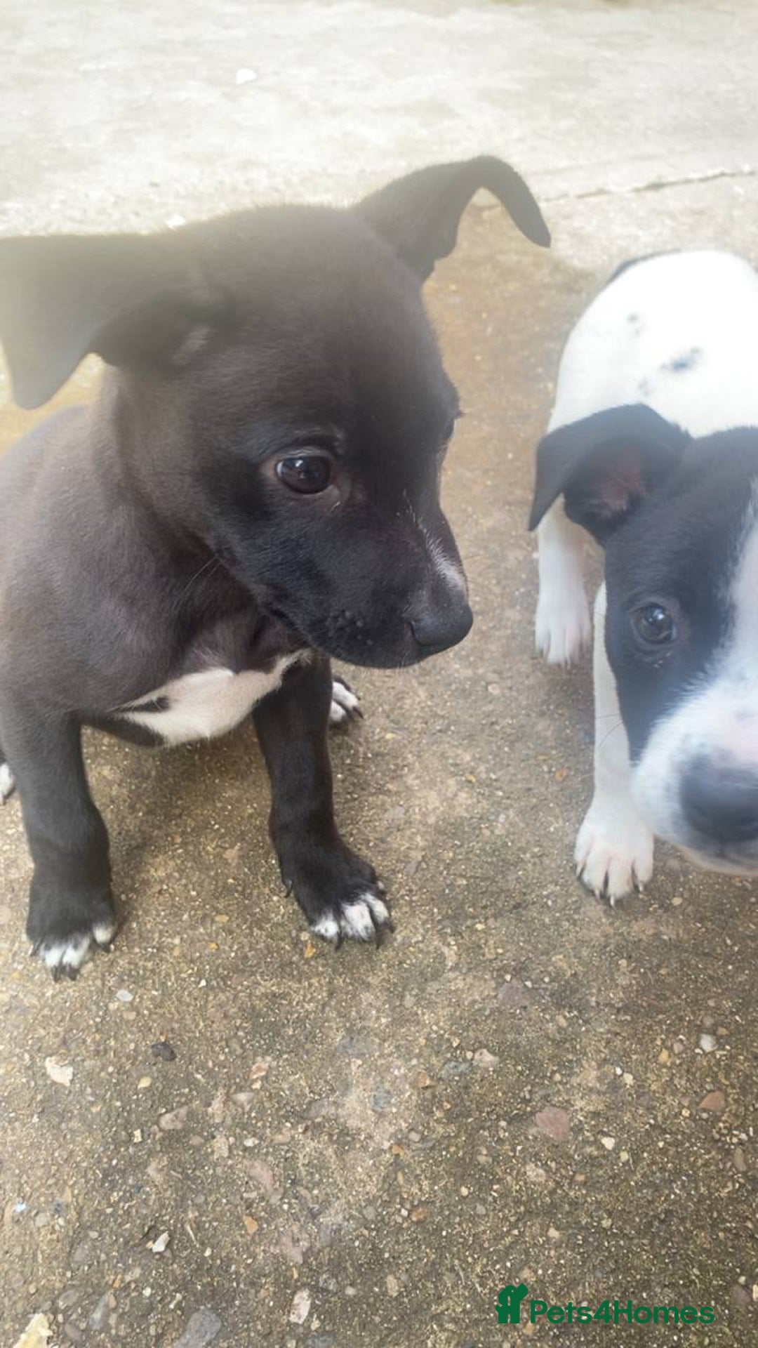 Mixed Breed dogs for sale: Staffy x lurcher pups - Image 7
