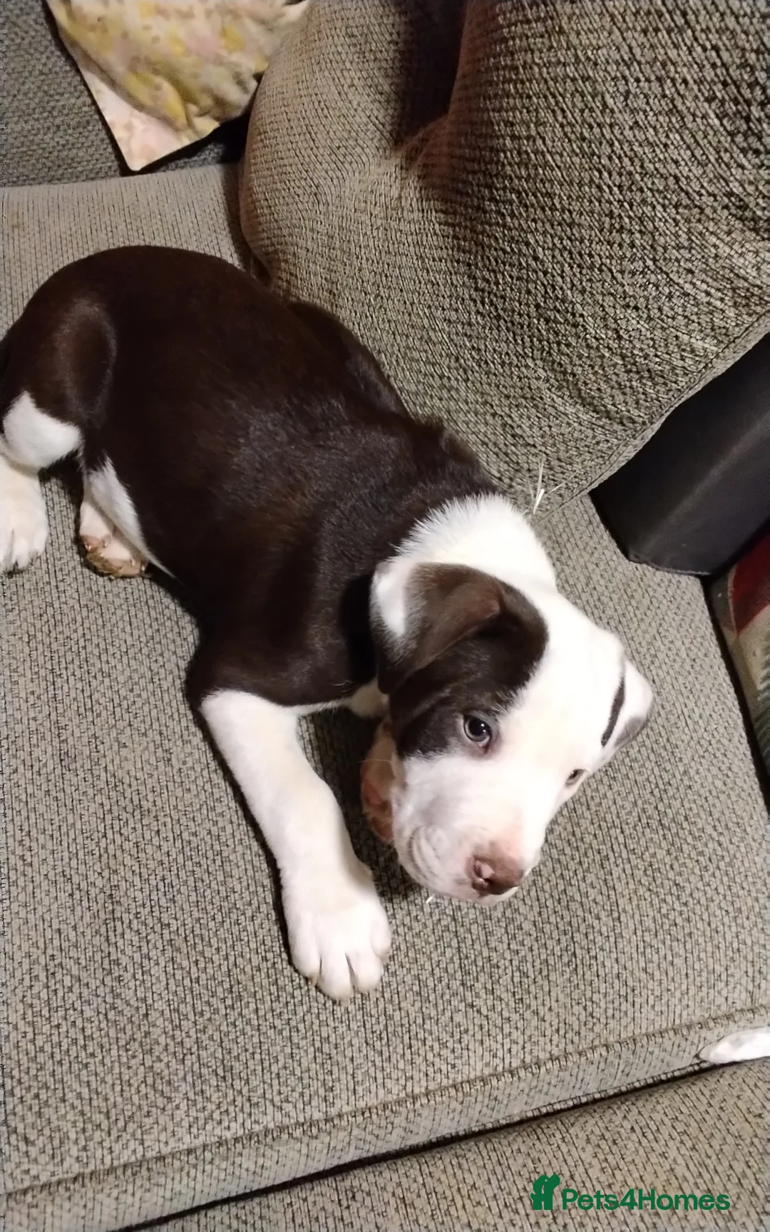 Mixed Breed dogs for sale: English Bulldog x border collie (bull collie) - Advert 2