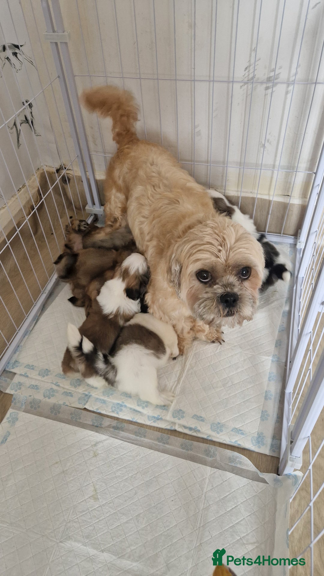 Shih Tzu dogs for sale: Shih-tzu's for sale. - Image 11