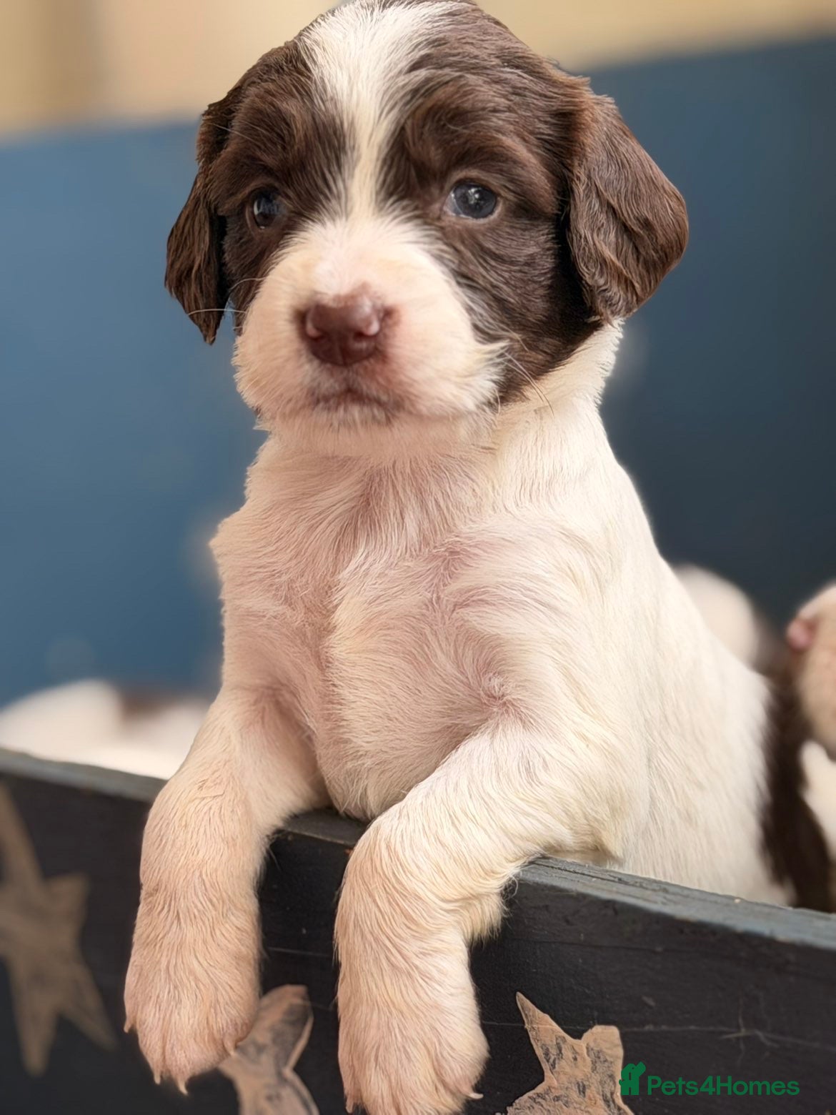 English Springer Spaniel dogs Working Pure Springer Spaniel Puppies  - Advert 9