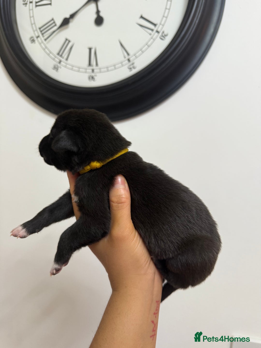 Mixed Breed dogs for sale: Weimaraner / German Shepherd puppies - Advert 8