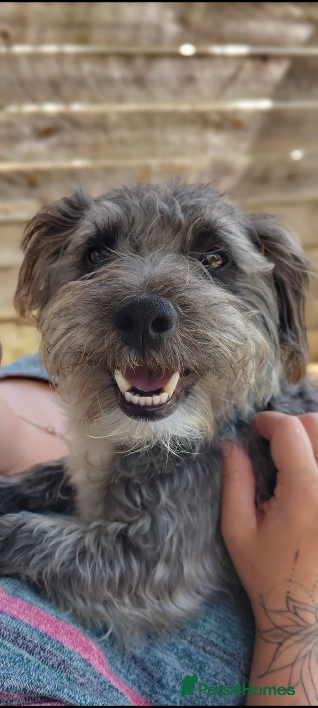 Jackapoo dogs for stud: Jackapoo Buddy For Stud - Advert 1