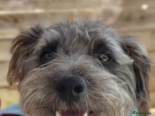 Jackapoo dogs Jackapoo Buddy For Stud - Advert 2