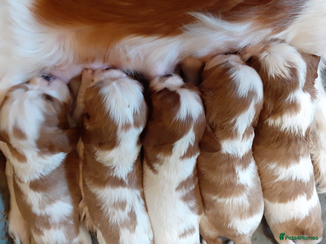 Cavalier King Charles Spaniel dogs for sale: Cavalier King Charles Spaniel Pupps for Sale - Image 3