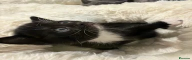 Black and white male