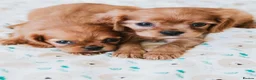Cavalier King Charles Spaniel dogs for sale: King Charles cavalier puppies ruby - Advert 12