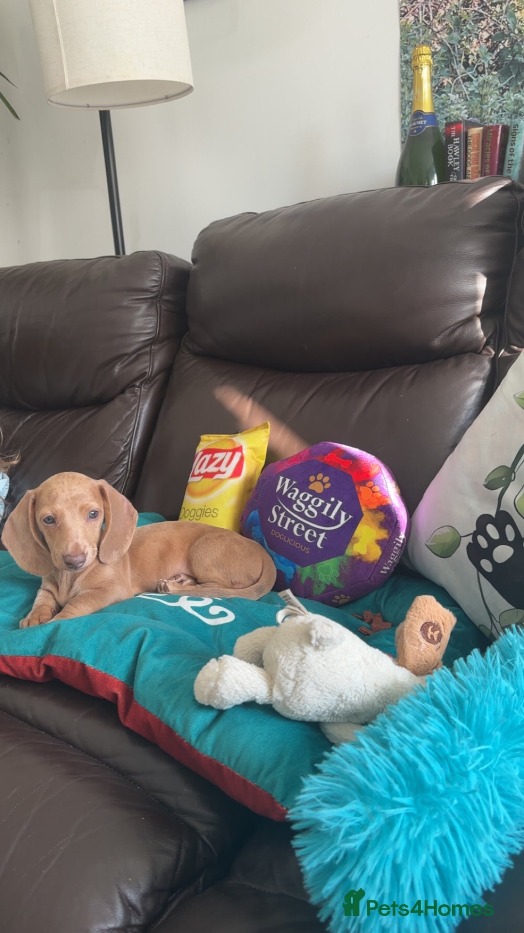 Miniature Dachshund dogs for sale: Maximus.  - Advert 6