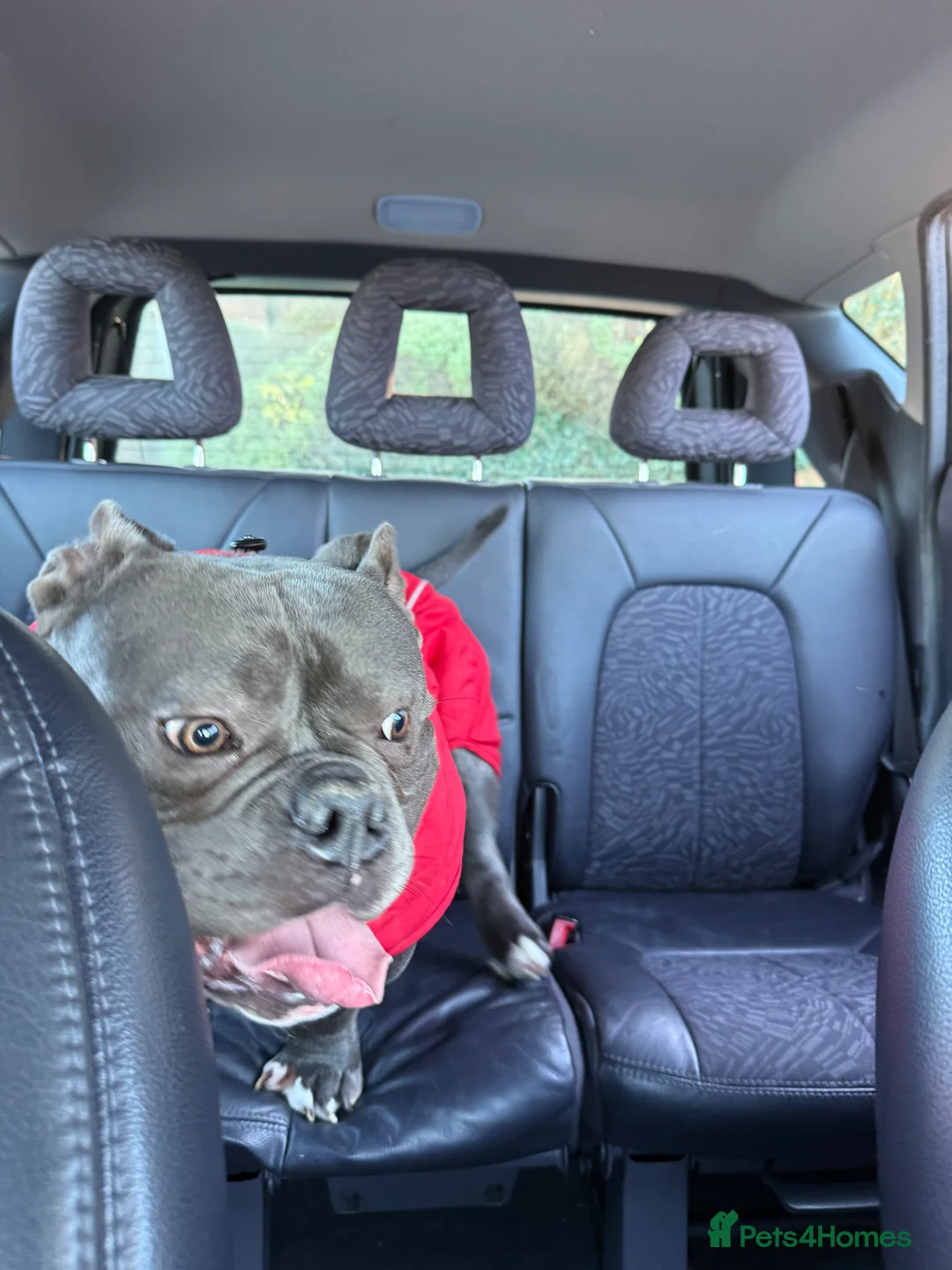 American Bully dogs for stud: 🔥 Top Quality American Bully Stud – Brabus 🔥 in Nottingham - Advert 2