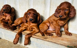 Irish Setter dogs for sale: Outstanding red Irish setters puppies - Image 14