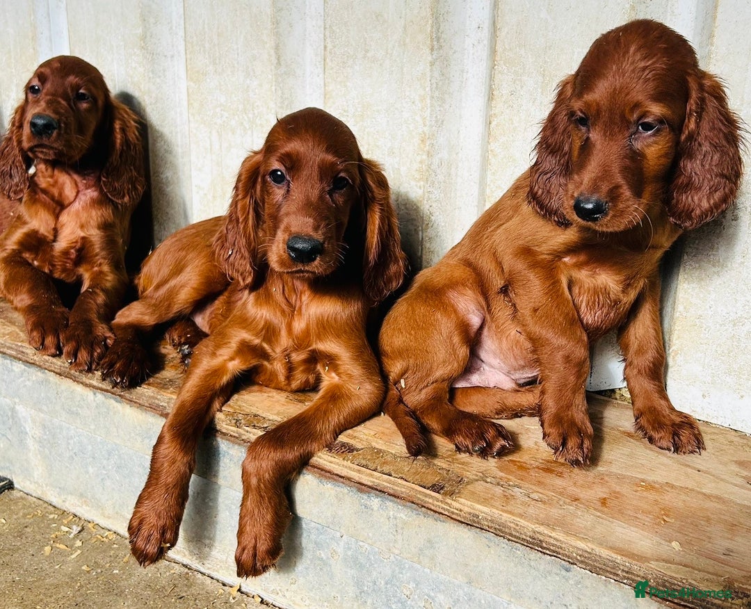 Irish Setter dogs for sale: Outstanding red Irish setters puppies - Image 14