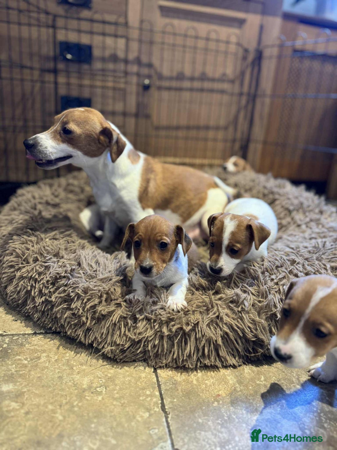 Jack Russell dogs for sale: Stunning litter of true short legged Jack russels  - Advert 2