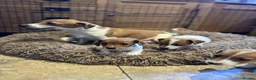 Jack Russell dogs for sale: Stunning litter of true short legged Jack russels  - Advert 2