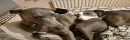Whippet dogs for sale: 2 Whippets 5 years old - Must stay together - Advert 9