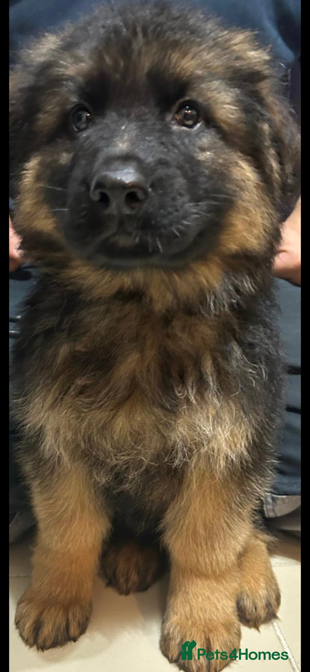 German Shepherd dogs for sale: Wonderful german shepherd puppies  - Image 5