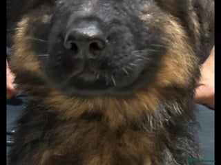 German Shepherd dogs Wonderful german shepherd puppies - Advert 7