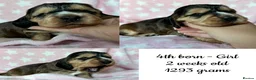 Cocker Spaniel dogs for sale: KC Show Cocker Spaniels - Advert 7