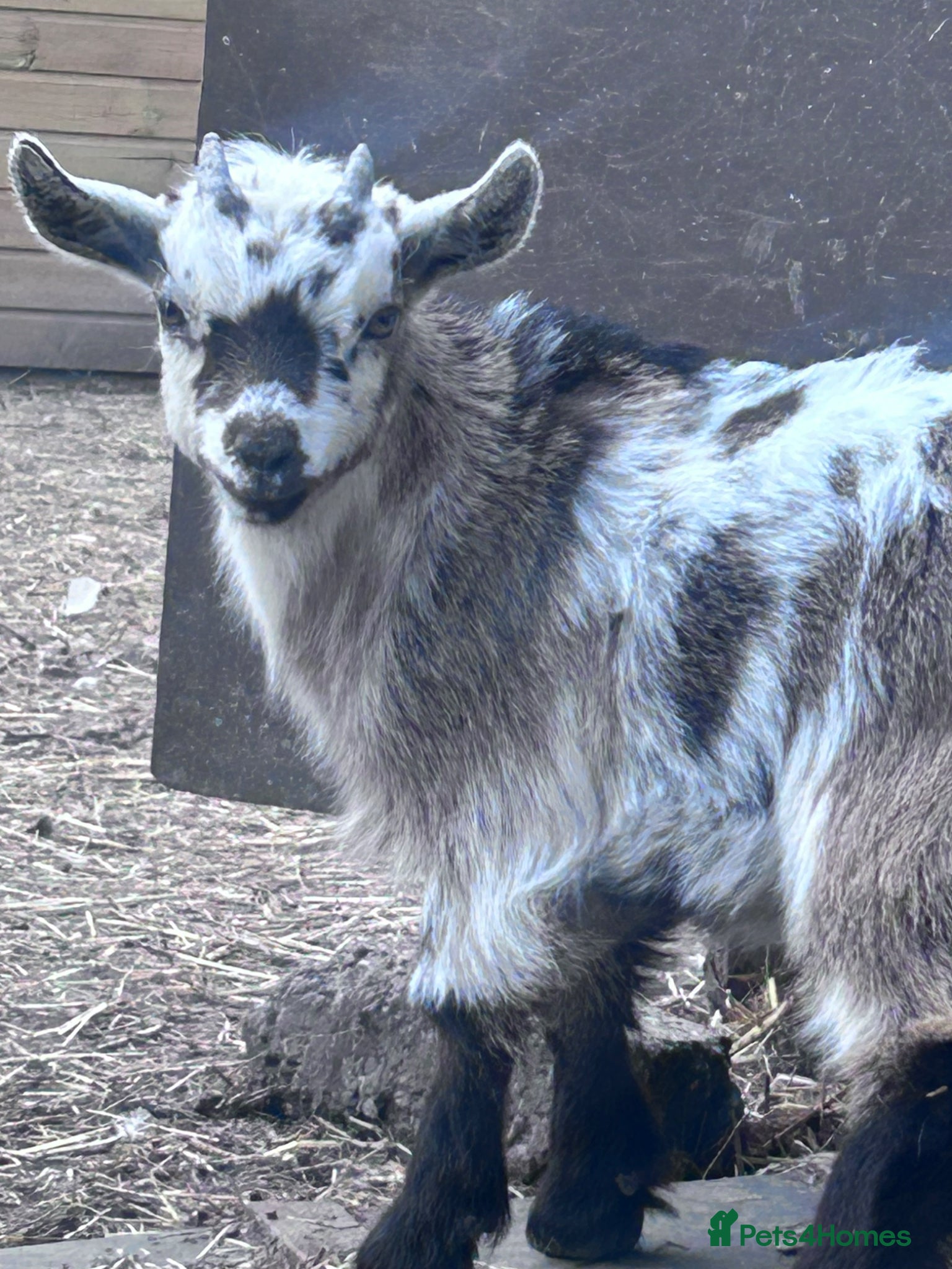 Goats livestock Pygmy goat  - Advert 4