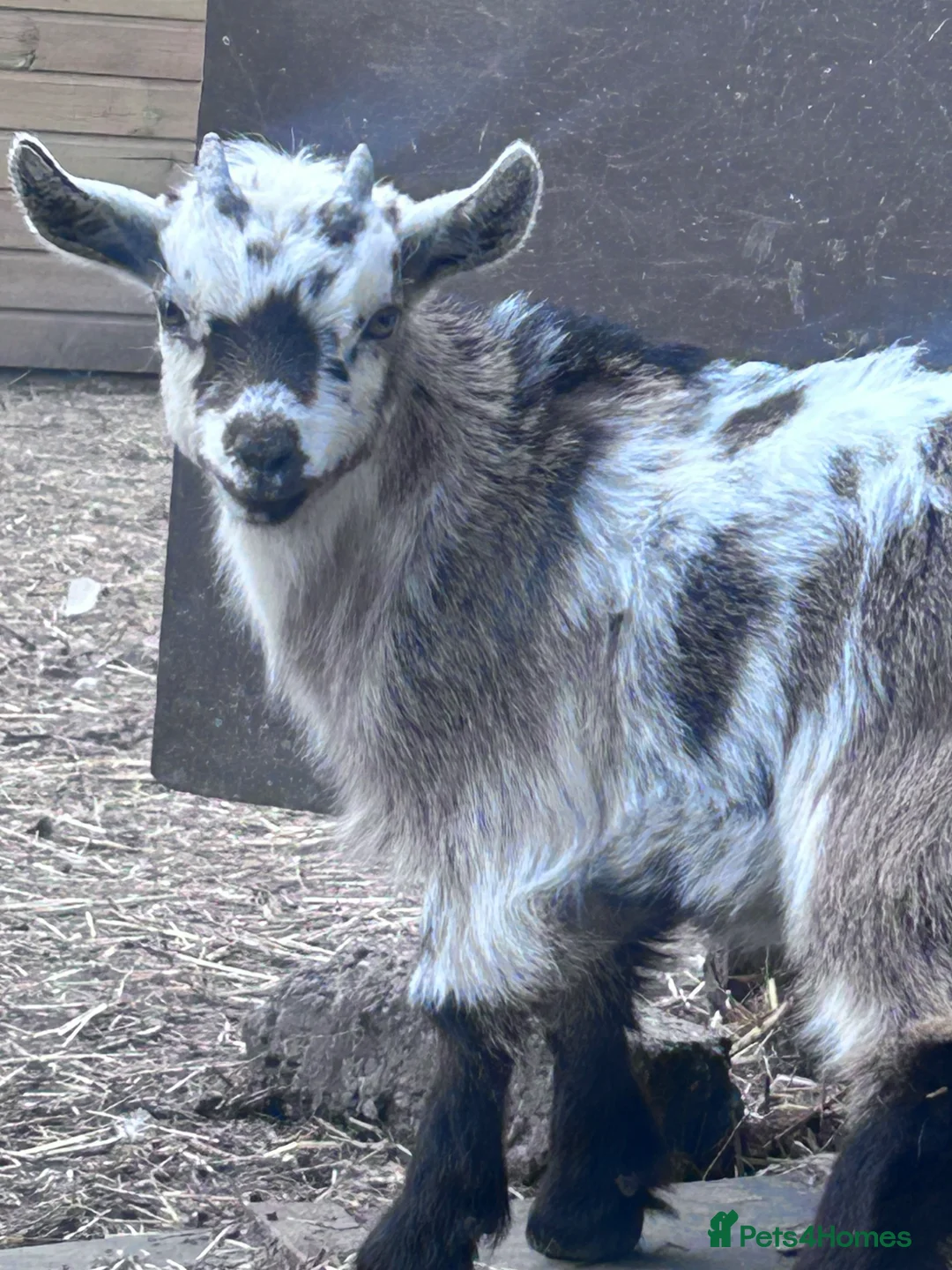 Goats livestock for sale: Pygmy goat  - Advert 1
