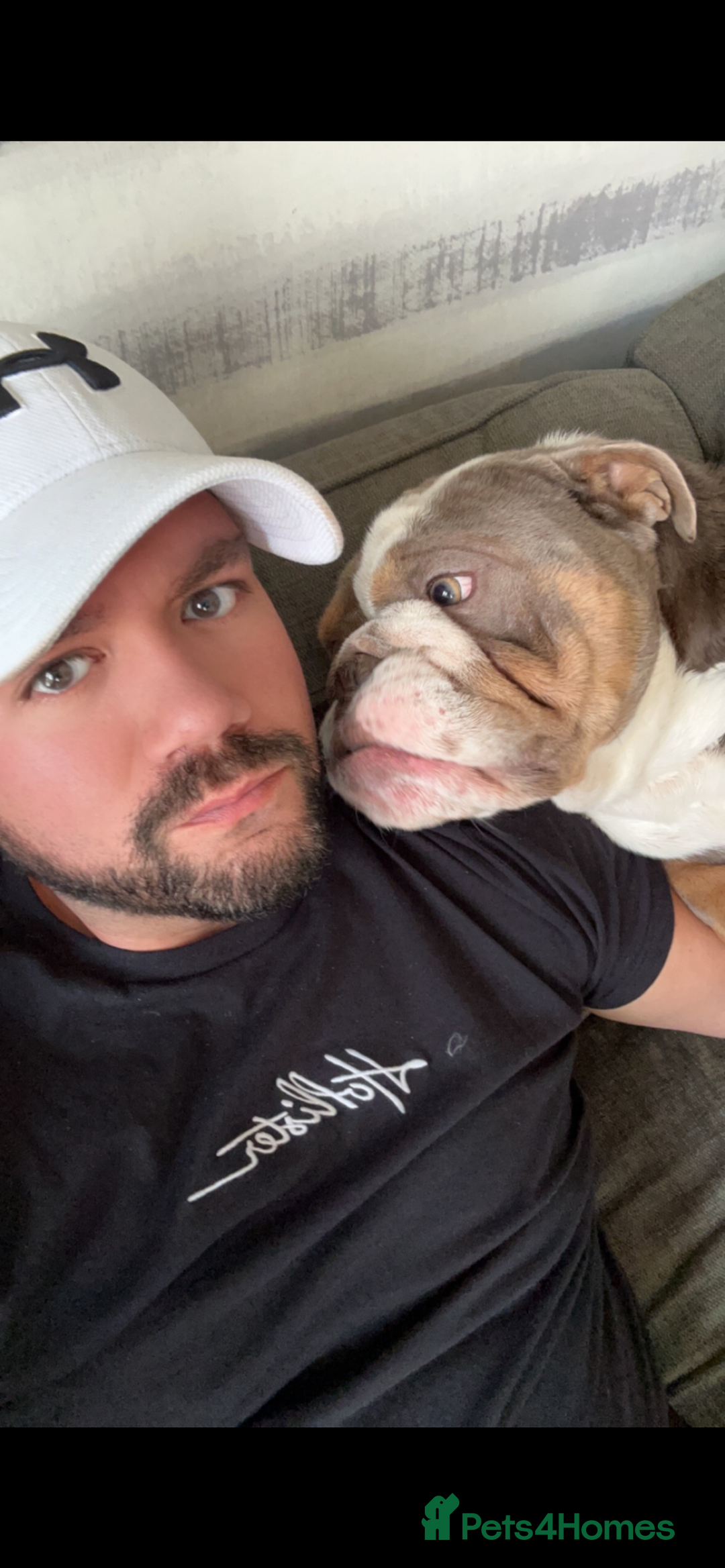 English Bulldog dogs for stud: Reginald STUD  - Advert 2