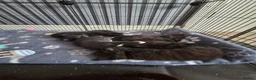 Mixed Breed cats for sale: Kittens for Sale in Bridlington - Advert 24