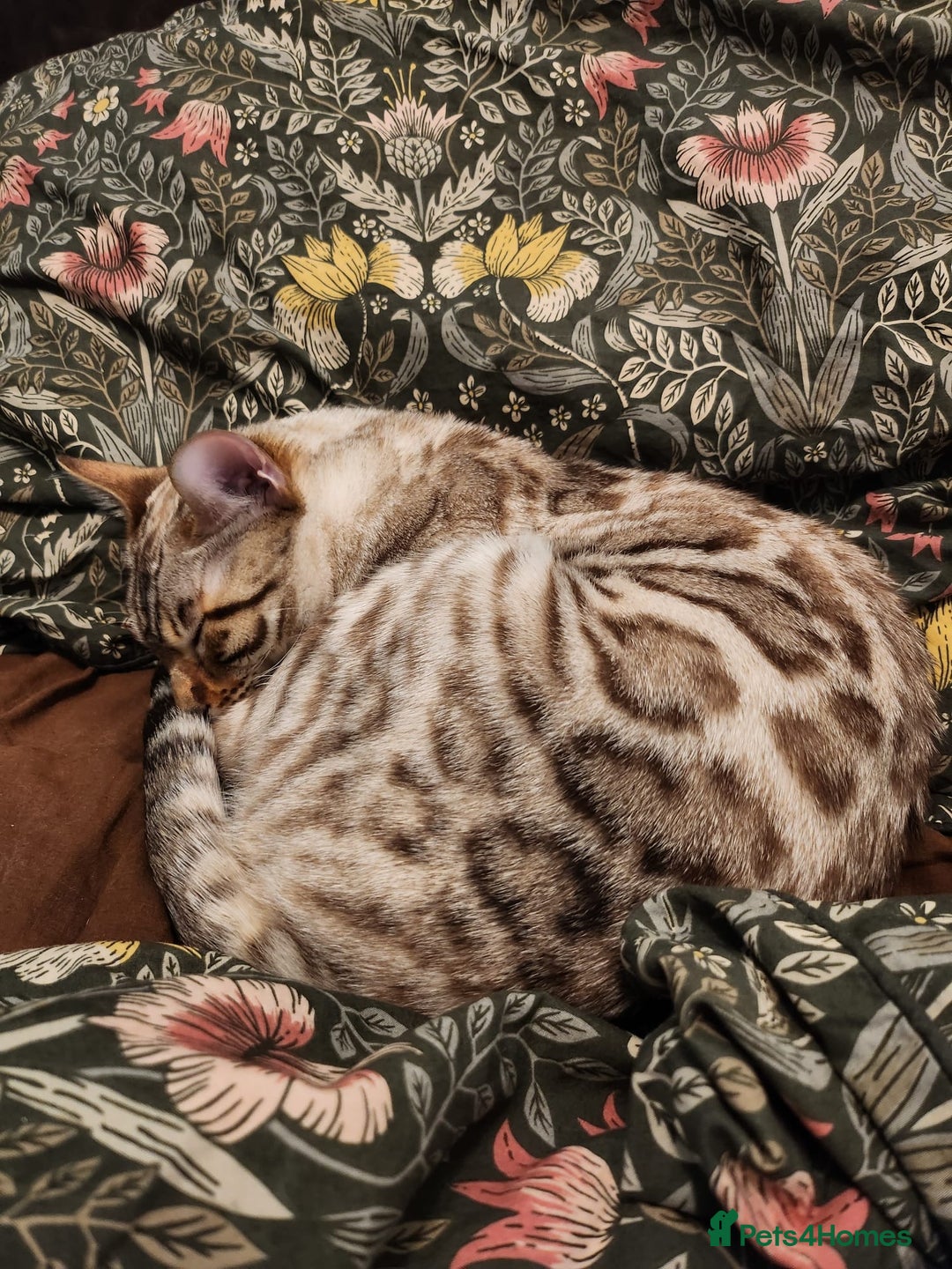 Bengal cats for stud: Proven Snow Bengal for studd in Southampton - Image 7