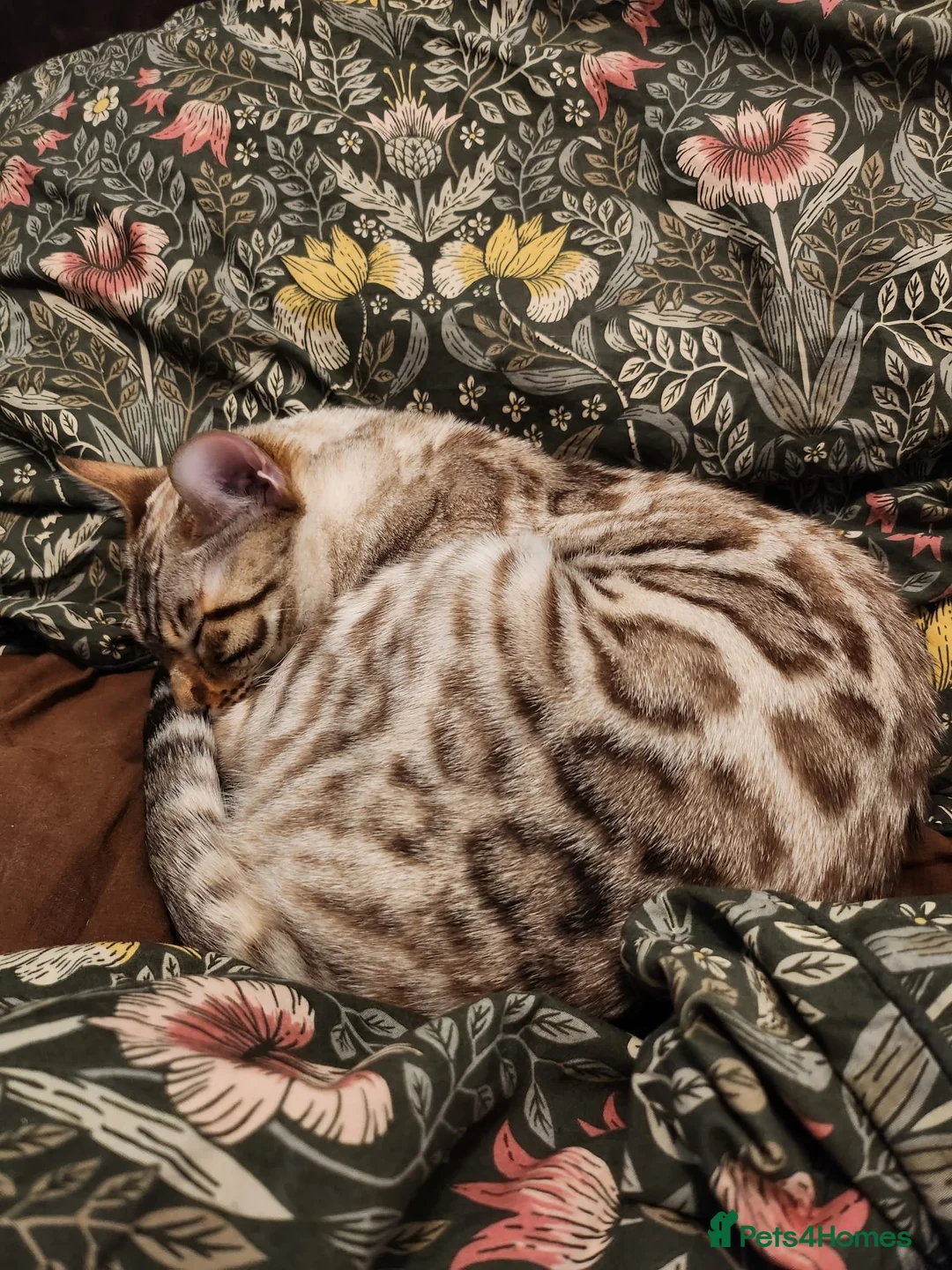 Bengal cats for stud: Proven Snow Bengal for studd in Southampton - Advert 9