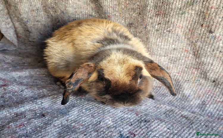 Mixed Breed rabbits in Cullompton - Advert 1