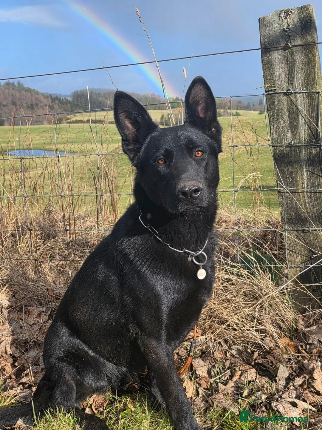 German Shepherd dogs for sale: Personal Protection German Shepherd - Advert 1