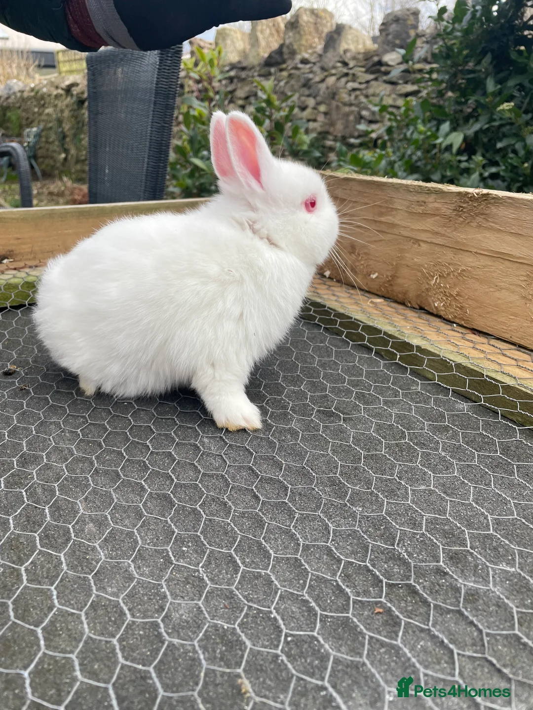 Netherland Dwarf rabbits for sale: Netherland Dwarf x1 - Advert 2