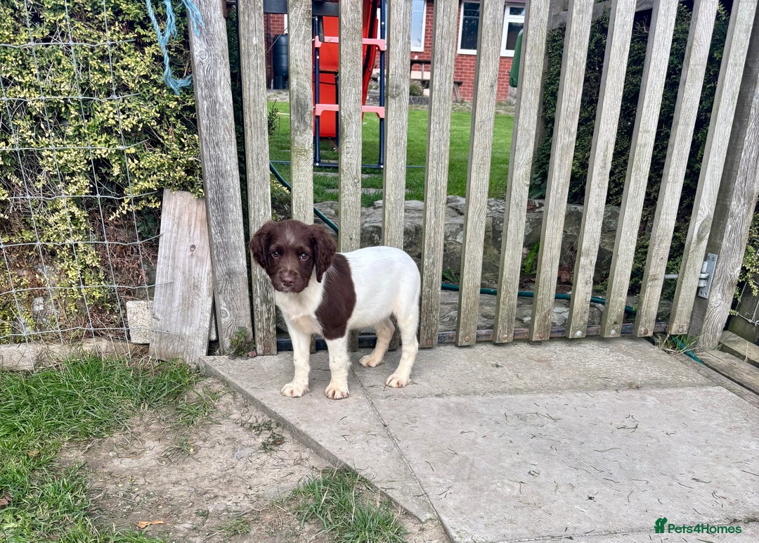 English Springer Spaniel dogs for sale: Springer Spaniel Puppies  - Image 10