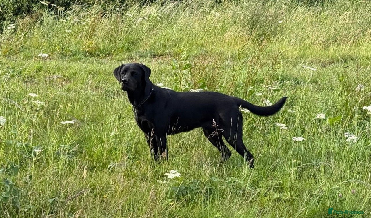 Labrador Retriever dogs Beautiful KC Labrador Puppies – FTCh Lines - Advert 2