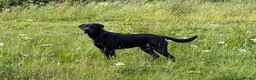Labrador Retriever dogs for sale: Beautiful KC Labrador Puppies – FTCh Lines - Advert 2