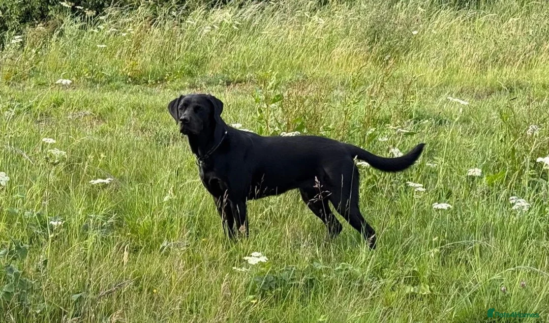Labrador Retriever dogs for sale: Beautiful KC Labrador Puppies – FTCh Lines - Advert 2