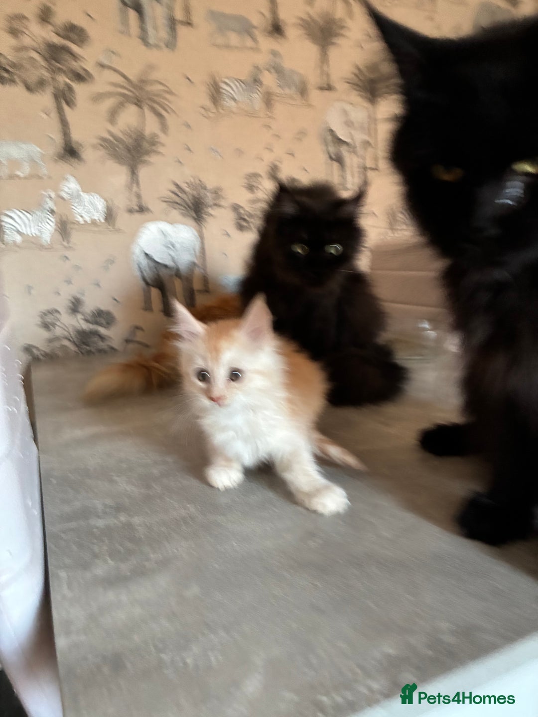 Maine Coon cats for sale: Maine coon  - Advert 13