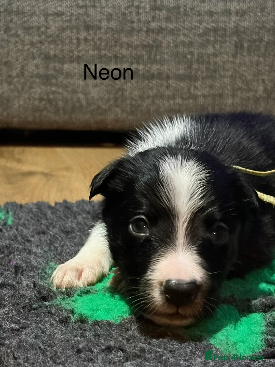 Border Collie dogs for sale: ONLY ONE BOY REMAINING (READY TO GO TUE) - Advert 36