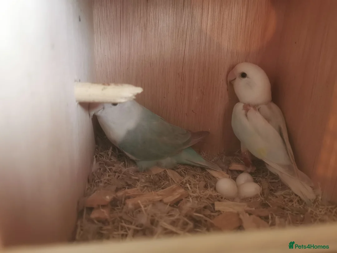 Lovebirds birds for sale: 2Lovebird for sell  in Huddersfield - Advert 4