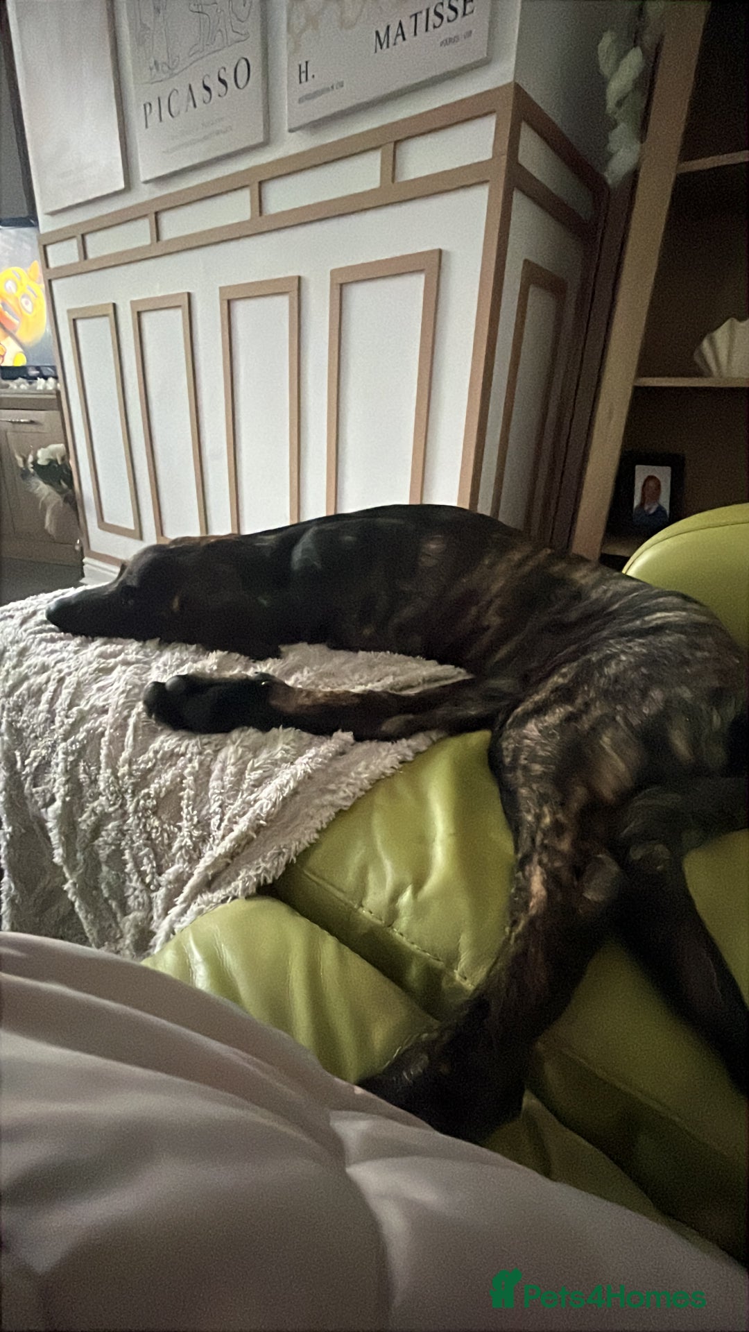 Mixed Breed dogs for sale: Kaizou  - Image 3