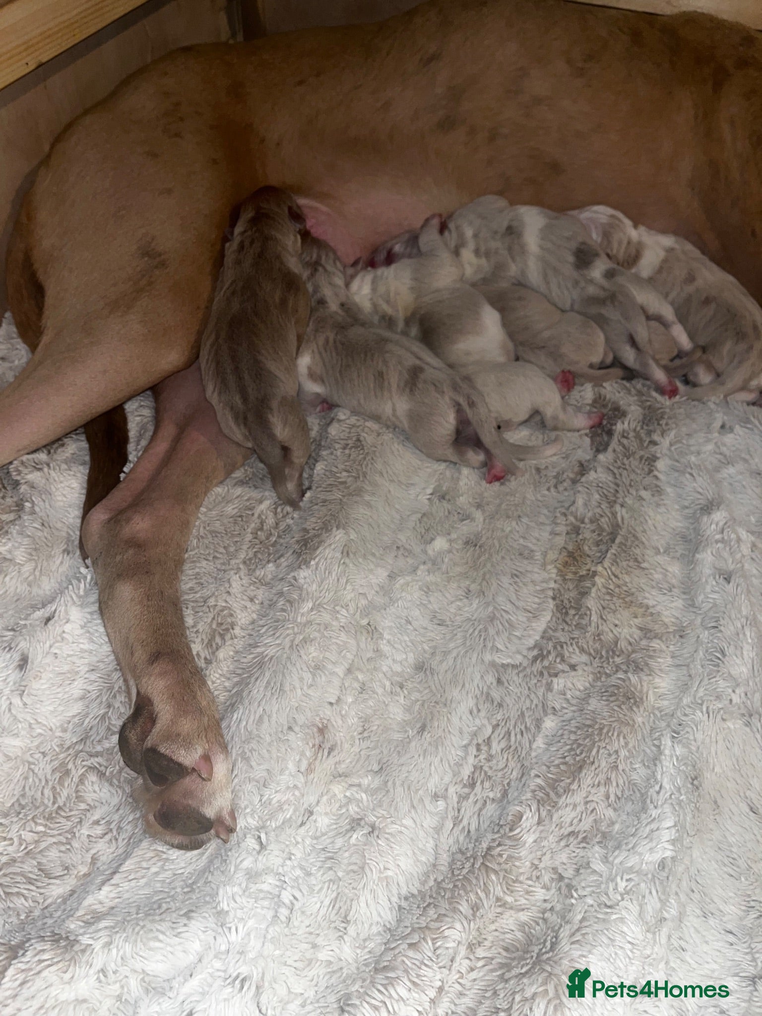 Mixed Breed dogs Beautiful bandog puppies  - Advert 1