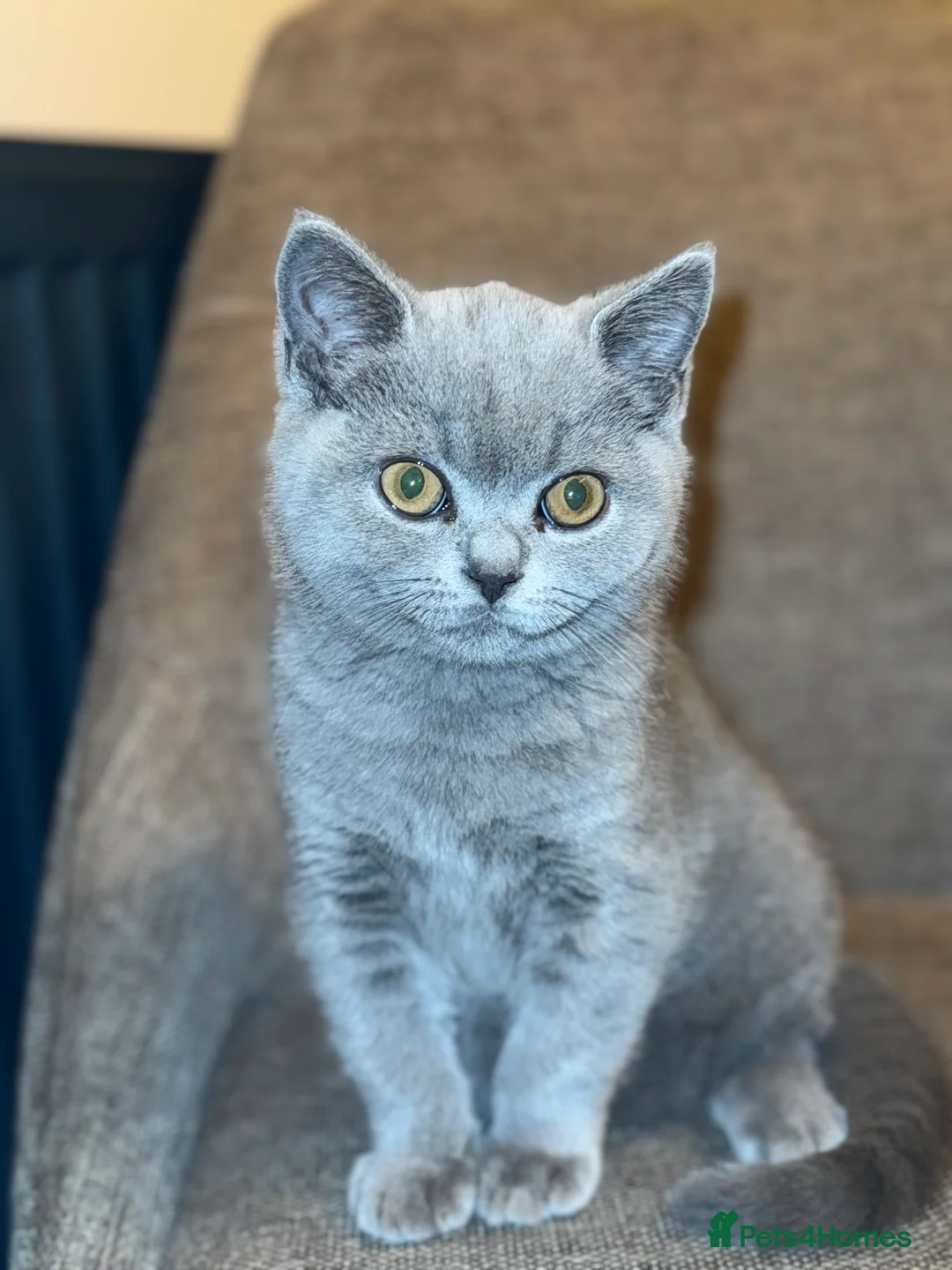 British Shorthair cats for sale: British short hair BOY.  - Advert 3