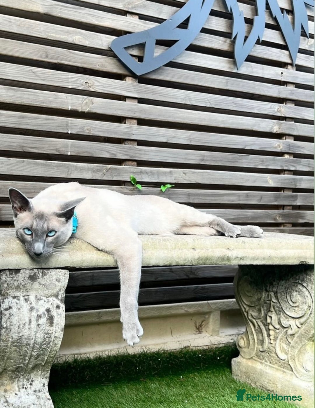 Siamese cats for sale: Human Toilet Trained! Exquisite Siamese Kittens - Image 18