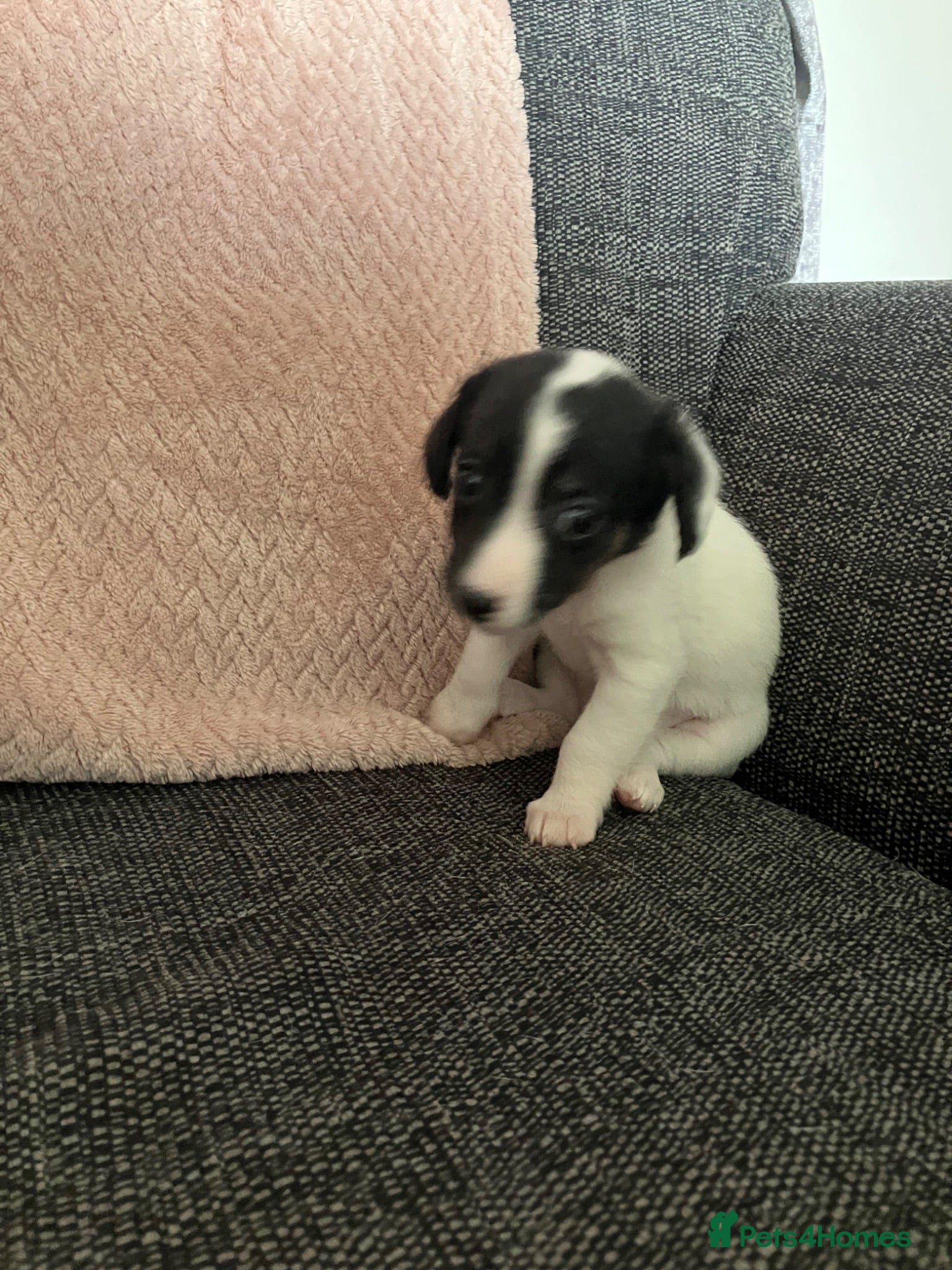 Jack Russell dogs Jack Russel puppies for sale  - Advert 2
