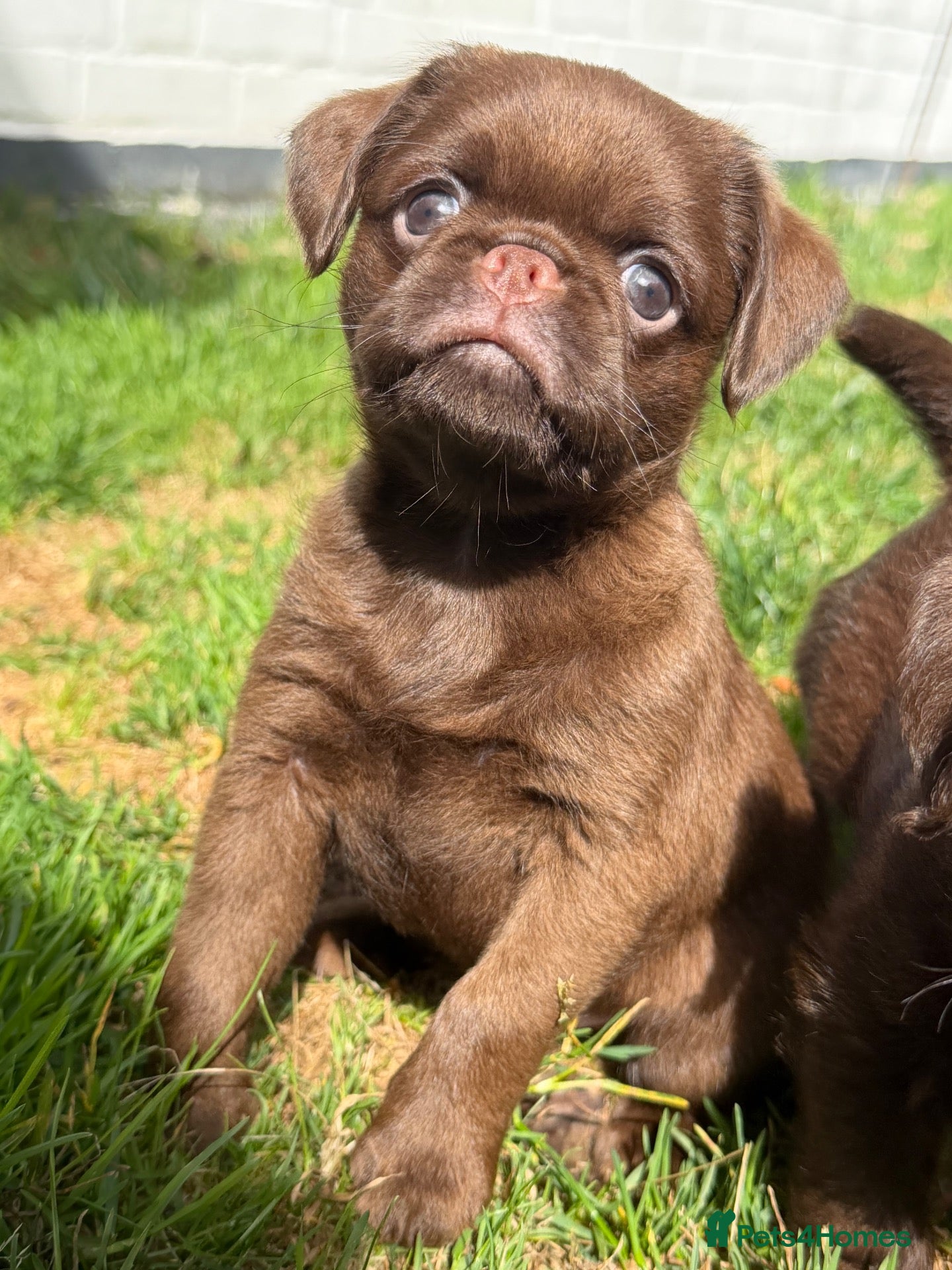 Griffon Bruxellois dogs 5 Gorgeous Chocolate Griffons  - Advert 2