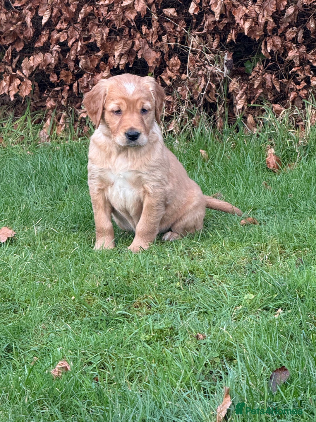 Golden Retriever dogs for sale: KC Working Golden Retriever Pups - Advert 5