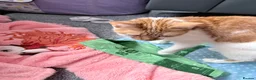 Mixed Breed cats for sale: Mixed litter  - Advert 6